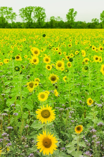 Campo de girassol plantado para sementeira para produção de óleo.