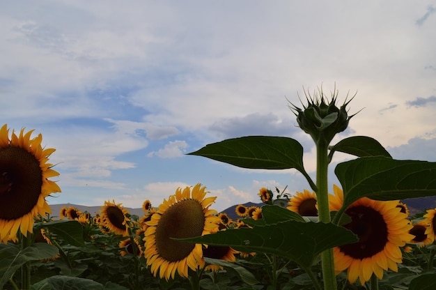 Campo de girassol prestes a colher sementes de girassol com montanhas e céu claro