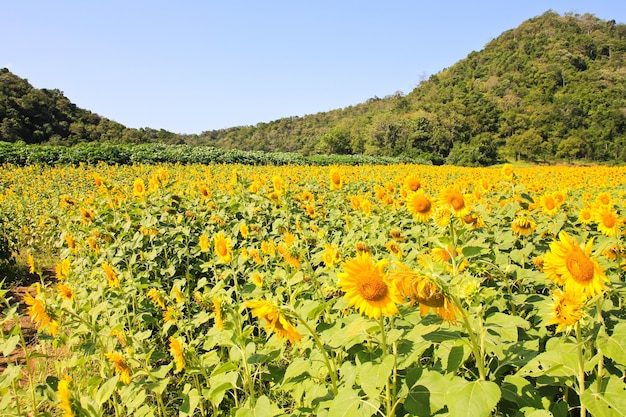 Campo de girassol.