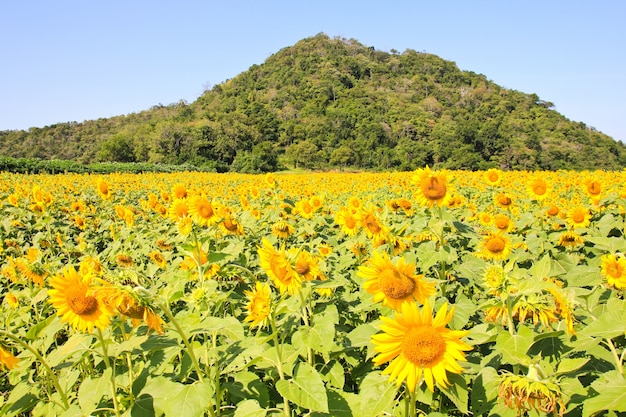 Campo de girassol.