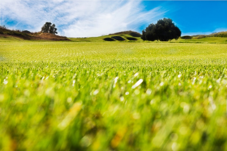 Foto campo de golfe em belek. grama verde no campo. céu azul, ensolarado