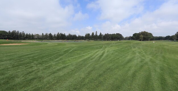 campo de golfe verde panorama com floresta