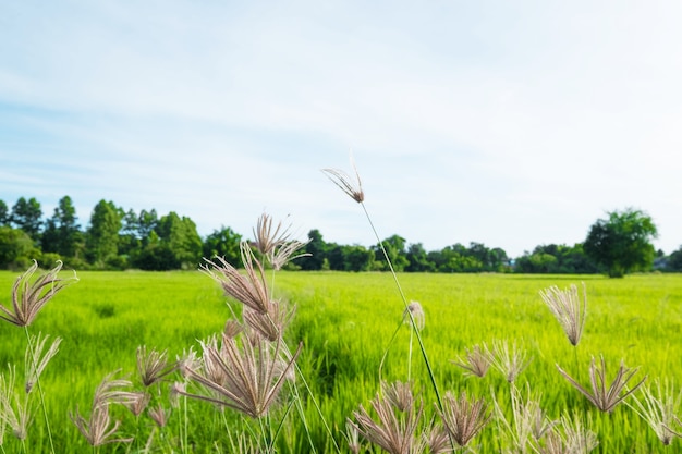 Campo de grama com fundo verde de campos de arroz em Tailândia