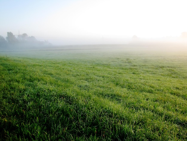 Campo de grama contra o céu ao nascer do sol