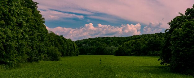 Foto campo de grama contra o céu