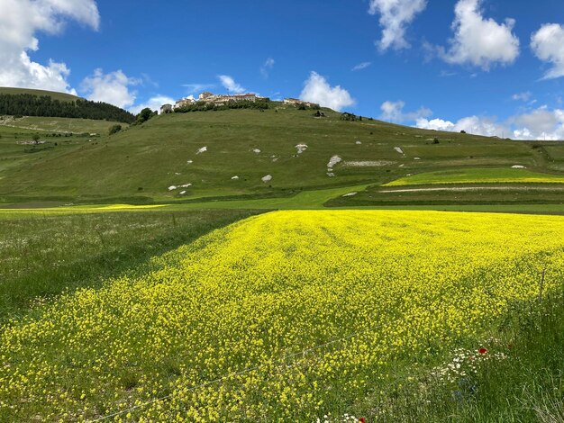 Foto campo de grama de montanha