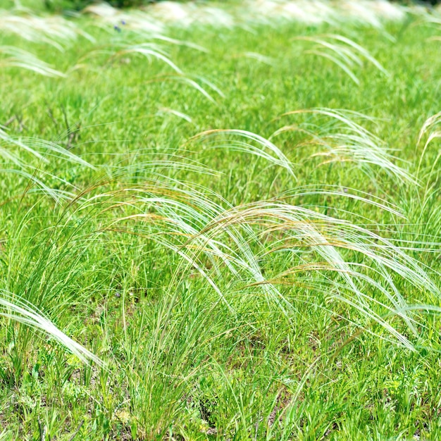 Campo de grama de penas sobre fundo de campo verde