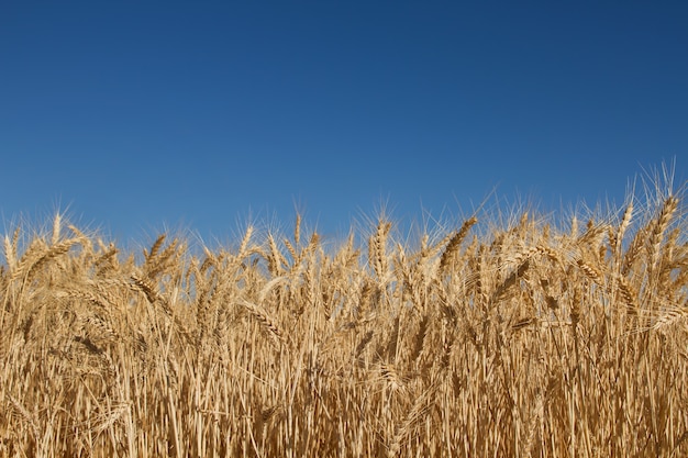 Campo de grama de trigo contra o céu azul