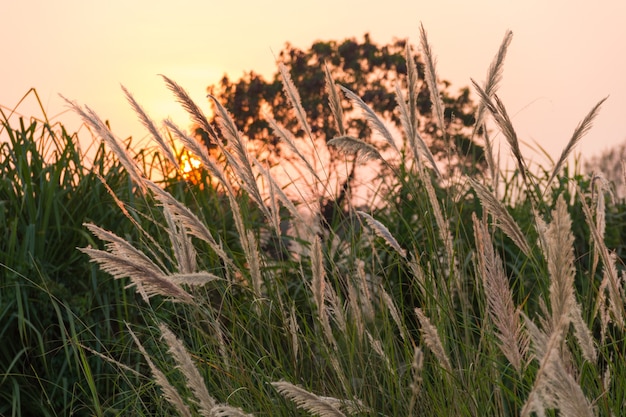 Campo de grama dos pampas ao entardecer perto do rio Kaveri em Mysore Karnataka, Índia