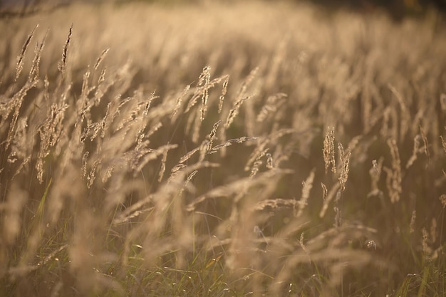 Campo de grama durante o pôr do sol