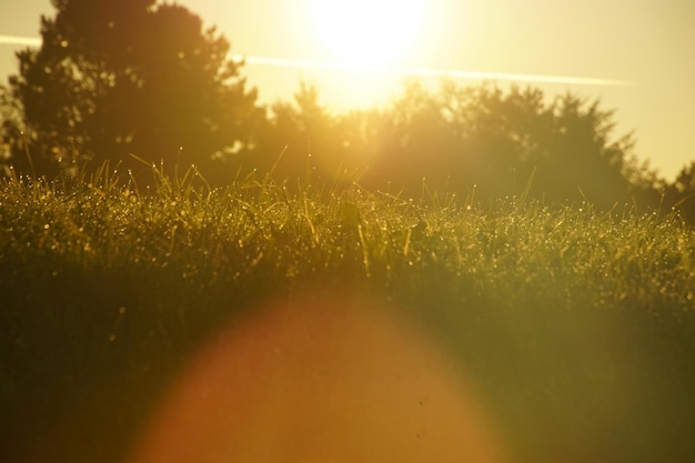 Campo de grama durante um dia de sol brilhante