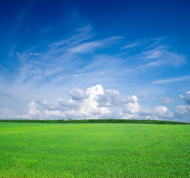 Campo de grama e céu azul