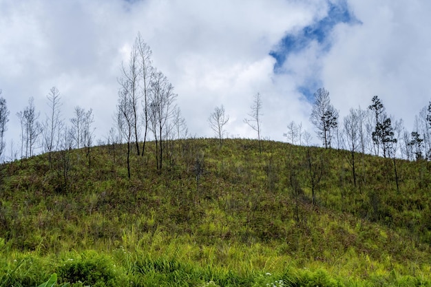 campo de grama e céu nublado