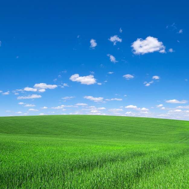 Foto campo de grama e céu perfeito