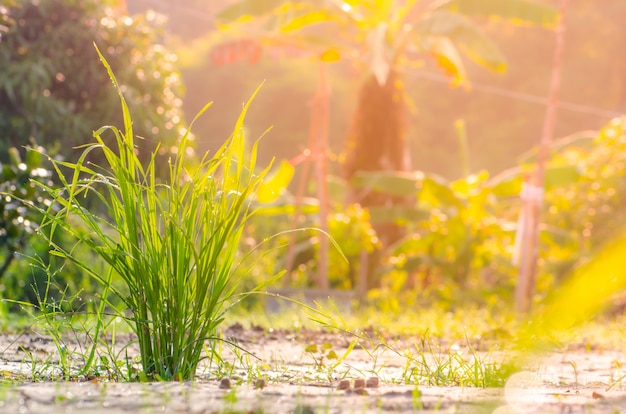 Campo de grama e sol na manhã