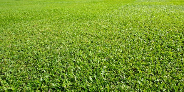 Campo de grama em um parque ao ar livre