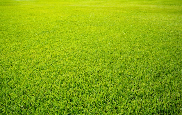 Campo de grama em um parque ao ar livre