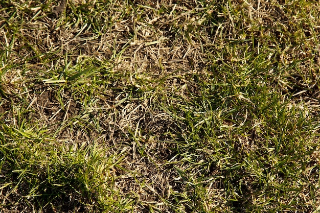 Campo de grama fina verde no chão closeup de textura de fundo de gramado curto