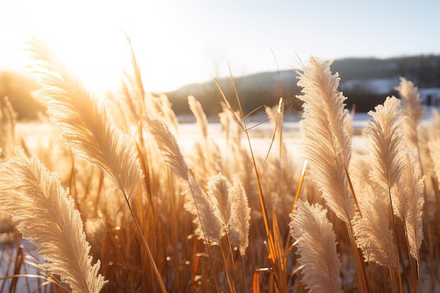 Foto campo de grama kans pela manhã