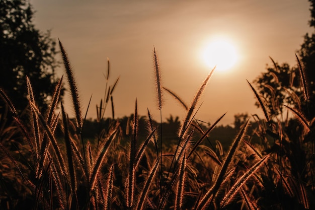 Foto campo de grama marrom na luz do sol da manhã