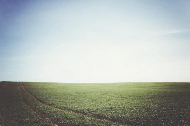 Foto campo de grama num dia ensolarado