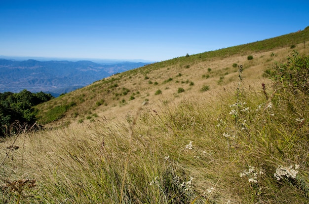 Campo de grama seca na colina