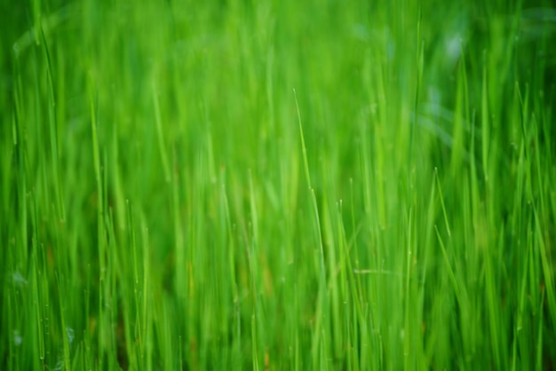 Campo de grama verde adequado para fundos ou papéis de parede, paisagem sazonal natural.