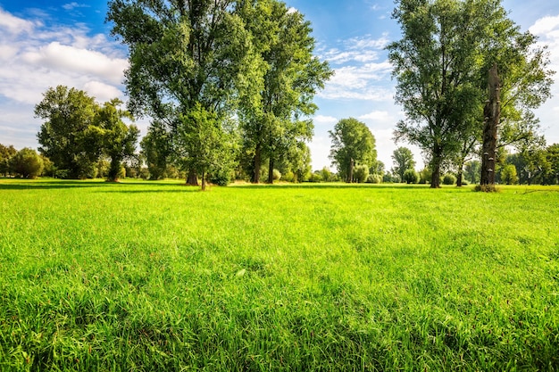 Campo de grama verde com árvores e céu azul. paisagem de verão. reserva natural na alemanha