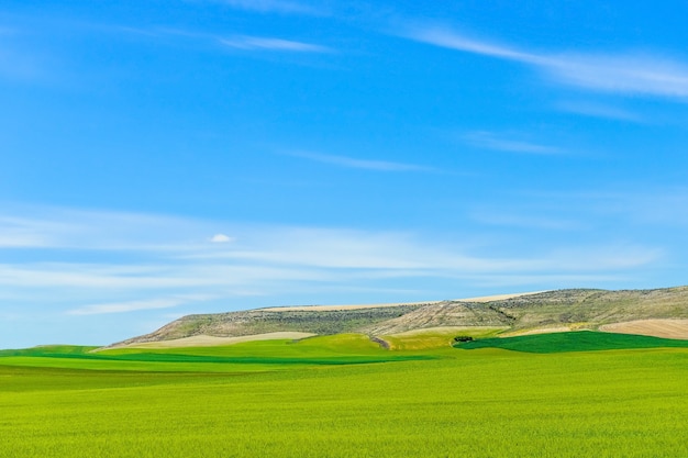 Campo de grama verde contra o céu azul, bela paisagem ensolarada