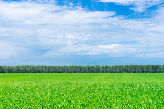 Campo de grama verde e árvores à distância