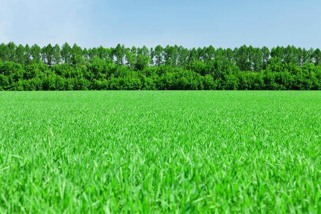 Campo de grama verde e céu azul com floresta