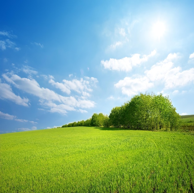 Campo de grama verde e céu e árvores perfeitos