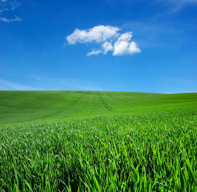 Campo, de, grama verde, e, céu