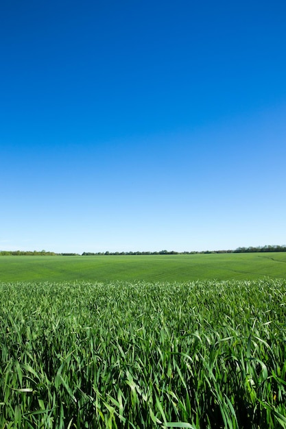 Campo, de, grama verde, e, céu