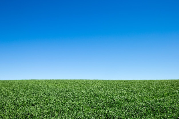 Campo, de, grama verde, e, céu