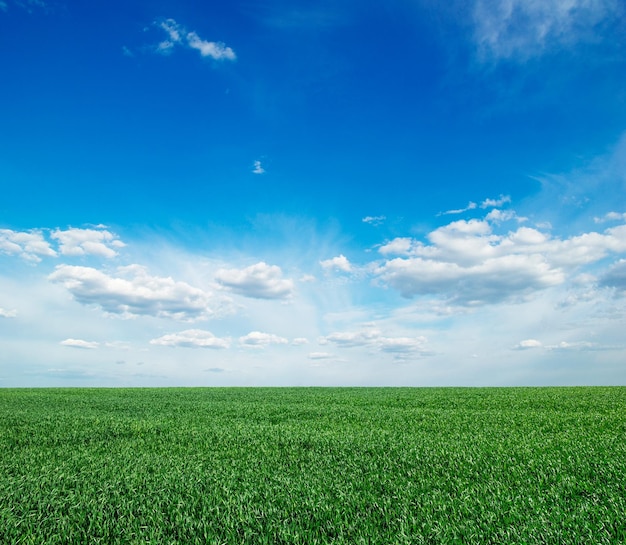 Campo, de, grama verde, e, céu