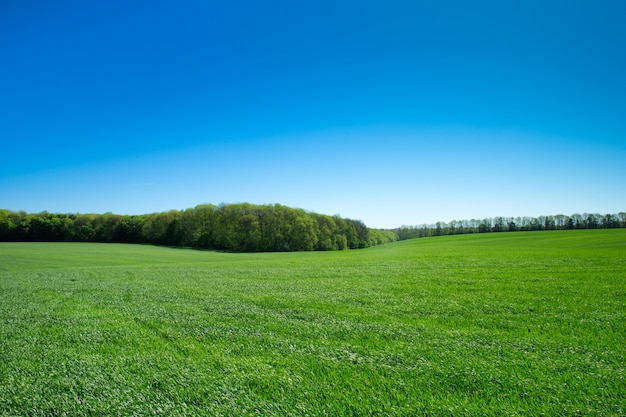 Campo de grama verde e céu