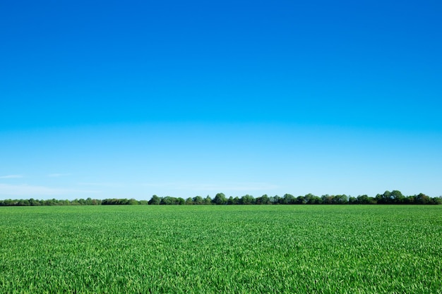 Campo, de, grama verde, e, céu