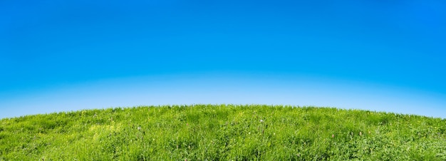 Campo de grama verde em um fundo de céu azul