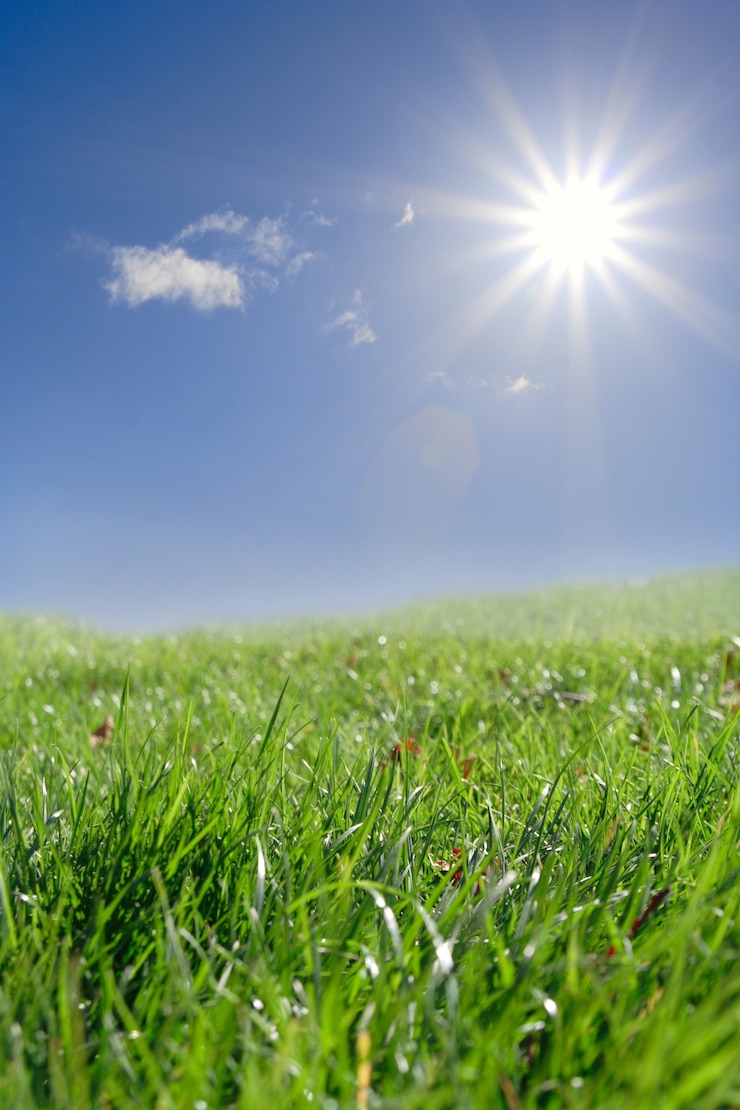 Foto campo de grama verde iluminado pelos brilhantes raios de sol