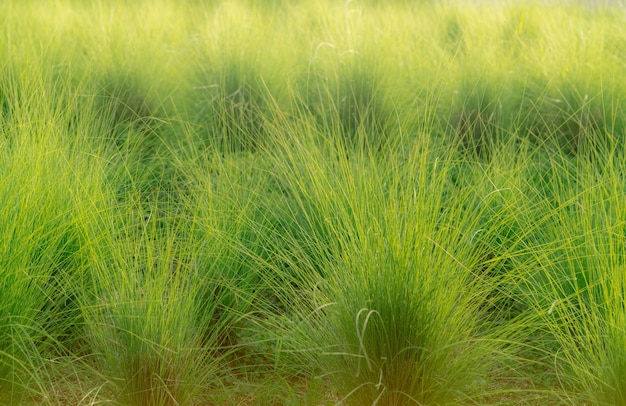 Campo de grama verde vetiver O Sistema Vetiver é usado para mitigação da conservação do solo e da água