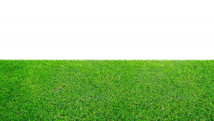 Foto campo de grama verde