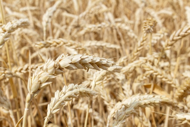 Campo de grão com espigas de trigo close-up. agricultura agricultura economia rural conceito de agronomia