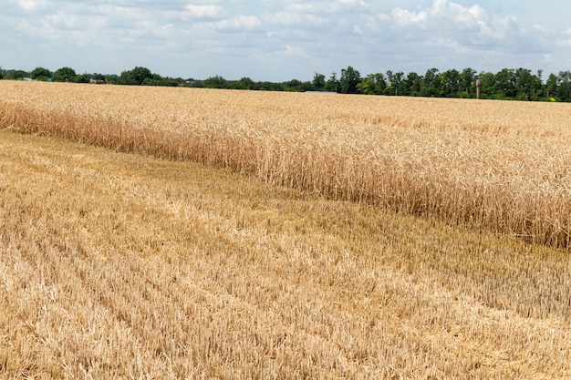 Campo de grãos, trigo, cereais após a colheita