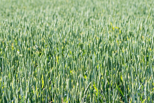 Foto campo de grãos