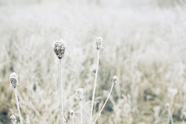 Campo de inverno