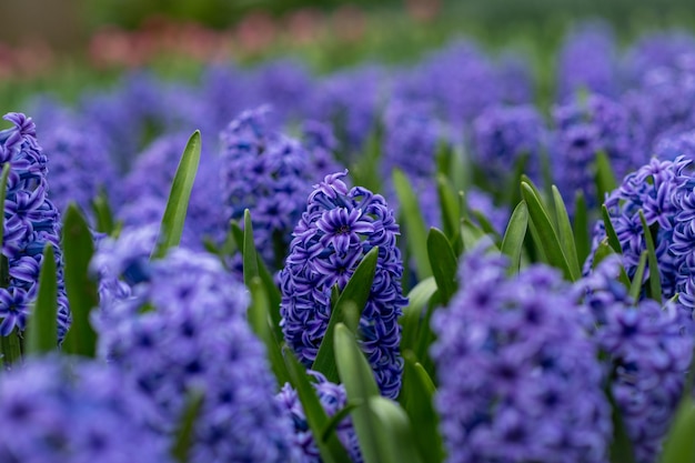 Campo de jacinto roxo Fundo de flores de primavera Holanda.