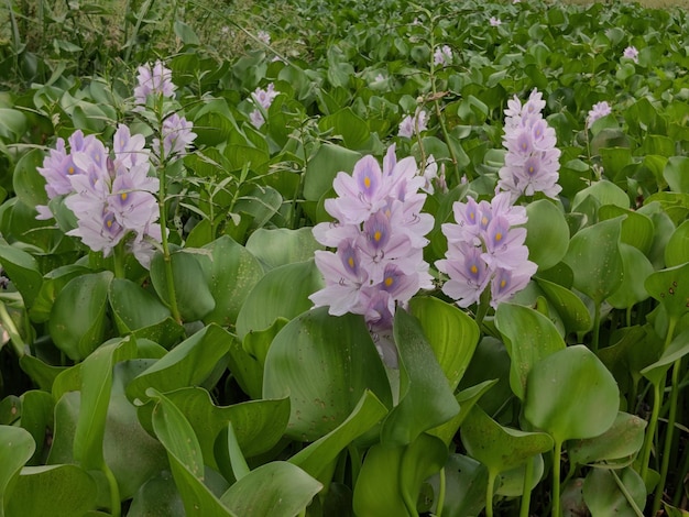 campo de jacintos de água em Bangladesh