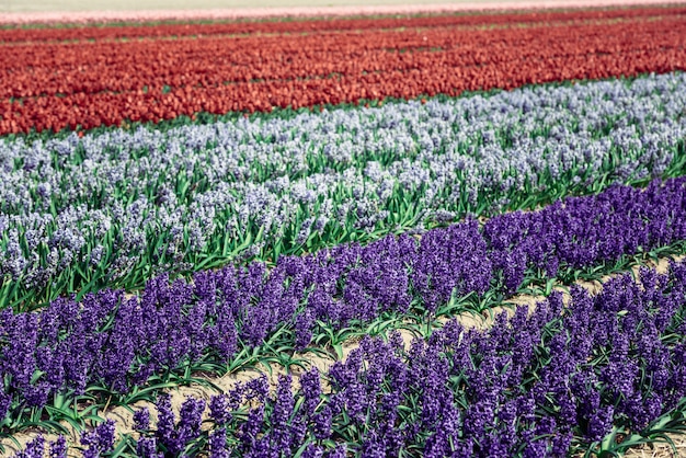 Campo de jacintos na Holanda