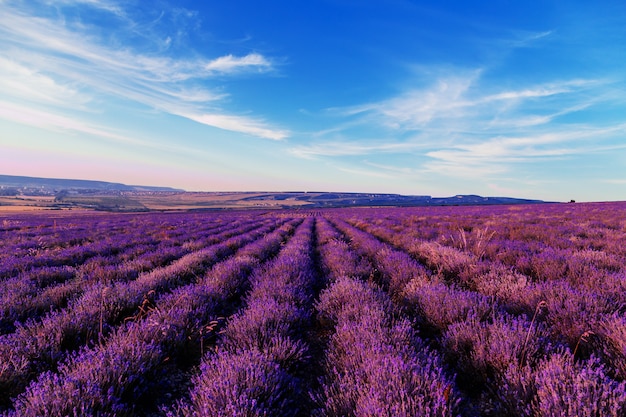 Campo de lavanda ao pôr do sol. grande paisagem de verão.